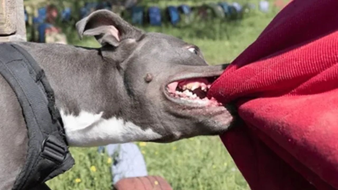 Los animales pertenecían a un vecino y lo atacaron a él y a su mascota cuando salieron a caminar. La Justicia eximió de responsabilidad al consorcio pero elevó el monto de las multas para los dueños de los perros.