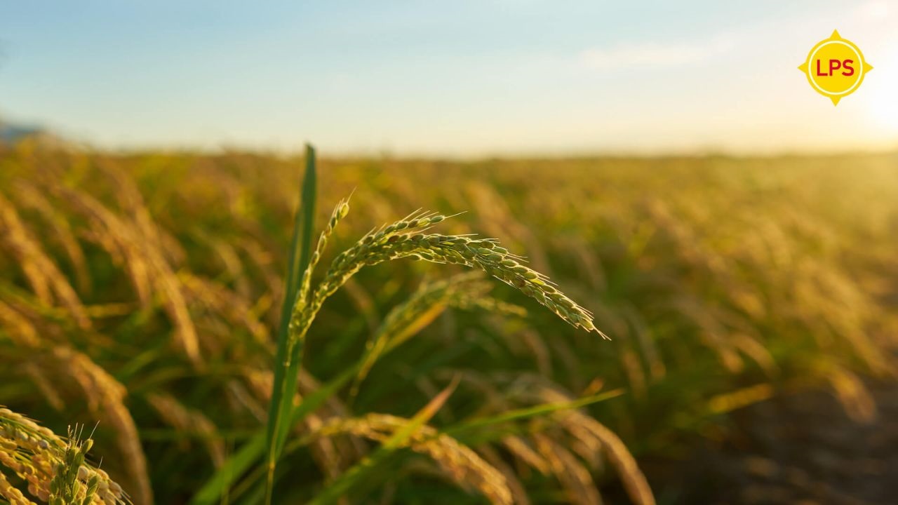 El seguro agrícola gana protagonismo como una herramienta para proteger la producción frente a un clima cada vez más imprevisible.