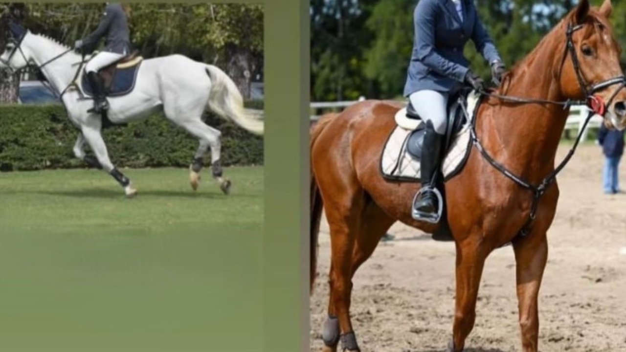 Se trata de caballos de salto que desaparecieron del Club Hípico de La Martona. La policía Rural perdió el rastro en la zona de Pontevedra.