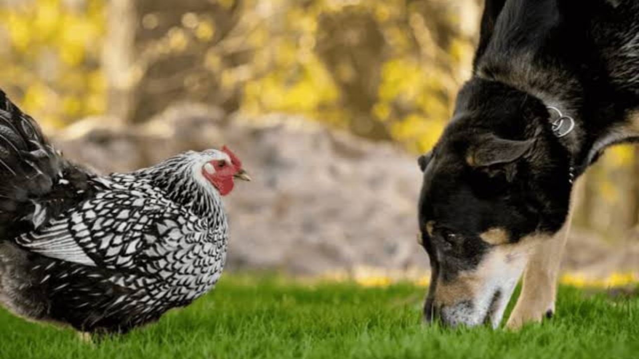 Dos perros ingresaron a un campo y mataron casi 20 animales de granja. El propietario del predio rural realizó una denuncia contravencional en el Juzgado de Paz de Sierra Grande.