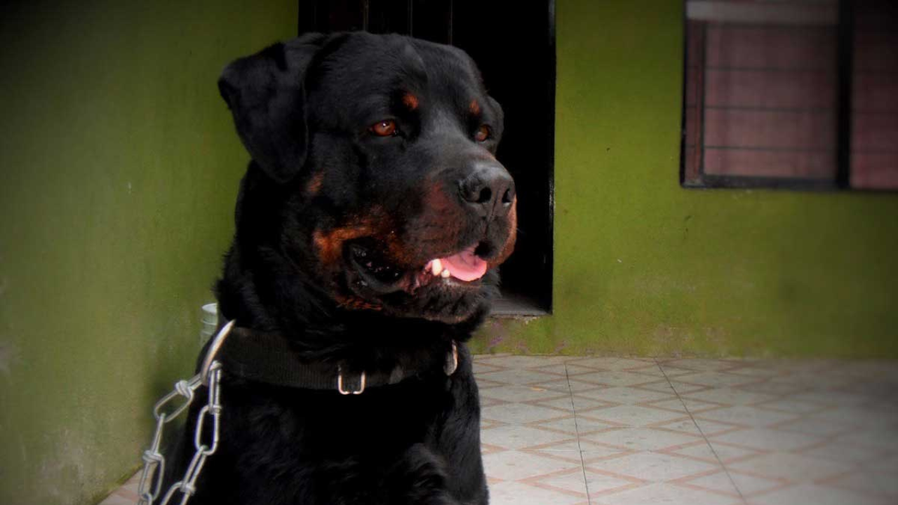 La damnificada sufrió graves lesiones tras ser mordida por el animal. El fallo remarcó la responsabilidad de los dueños y la importancia de la tenencia responsable.