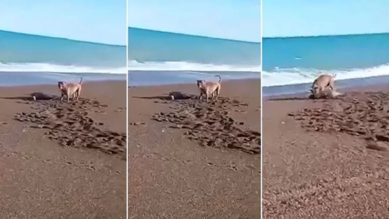 La difusión de las imágenes en Playa Unión llevó a la Unidad Especializada en Ambiente y Delitos contra los Animales a seguir de cerca el cumplimiento de la legislación que prohíbe mascotas sueltas en la playa, mientras intentan localizar al responsable.