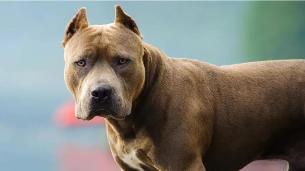 La responsable del perro se había ido del lugar con él sin siquiera consultarle a la víctima sobre su estado de salud ni mucho menos asistirla.