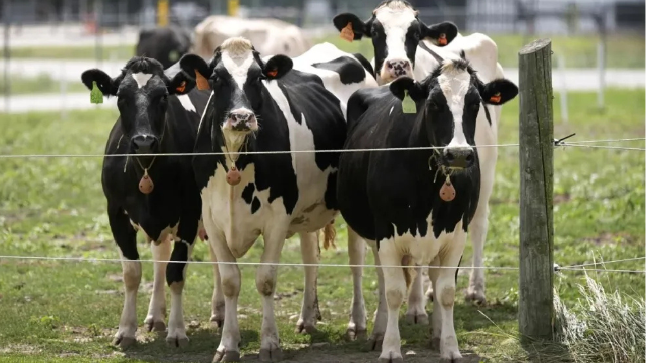 Decenas de animales aparecieron muertos en un campo de Canals y apuntan a una centella como causa del fenómeno.