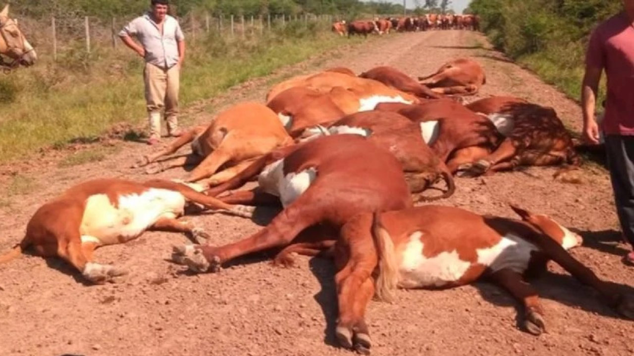 Una familia de pequeños productores ganaderos sufrió una tragedia en el departamento de Mercedes, cuando un poste eléctrico cayó y arrastró el tendido de alta tensión, electrocutando a su ganado.