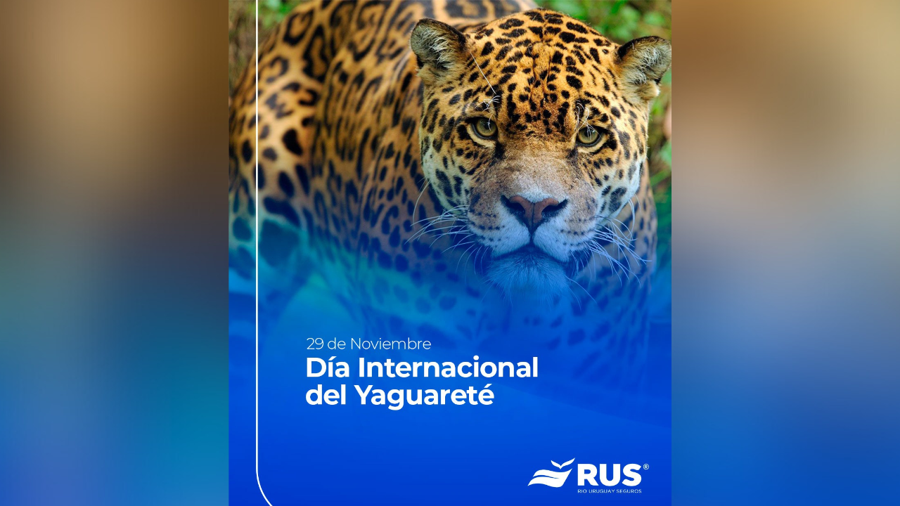 Hoy sábado 29 de noviembre se celebra el Día Internacional del Yaguareté, una fecha pensada para concientizar sobre el rol fundamental de esta especie en los ecosistemas.
